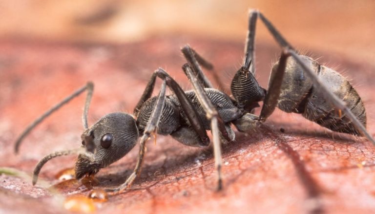 Mravenec rodu Diacamma, typický představitel mravenčího predátora v novoguinejských pralesích.