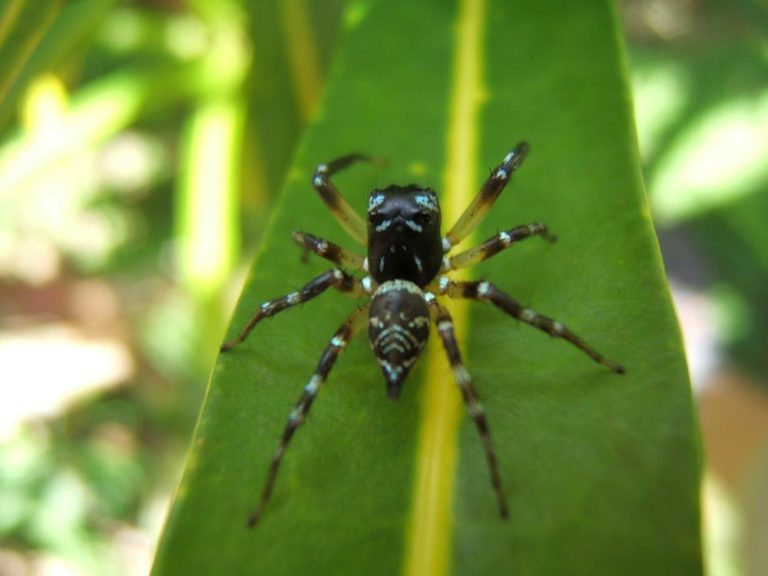 Pavouk skákavka (z čeledi Salticidae), typický představitel pavouka lovícího mravence i listožravý hmyz v korunách stromů. Papua Nová Guinea, nížinný les, Wanang