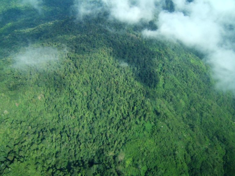 Horský les na Papui Nové Guineji v oblasti Yawan na masivu Saruwaget při pohledu z letadla.