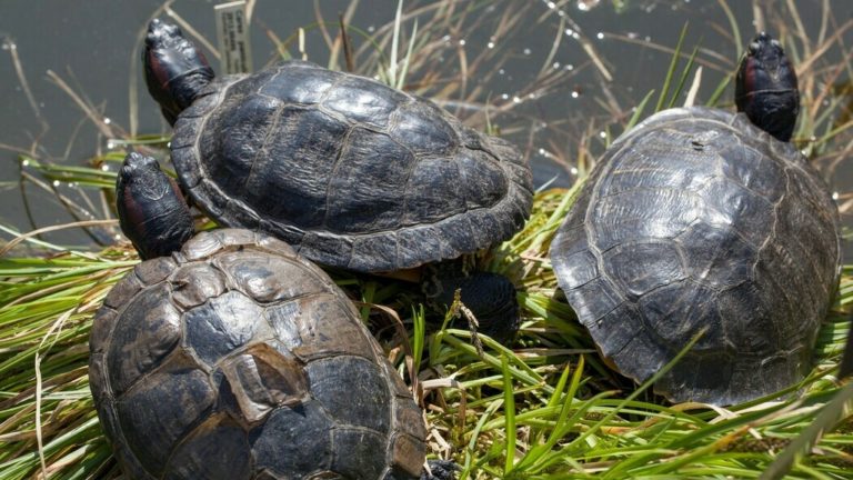 Exotické dravé želvy se díky teplému počasí pravidelně rozmnožují také v českých rybnících.