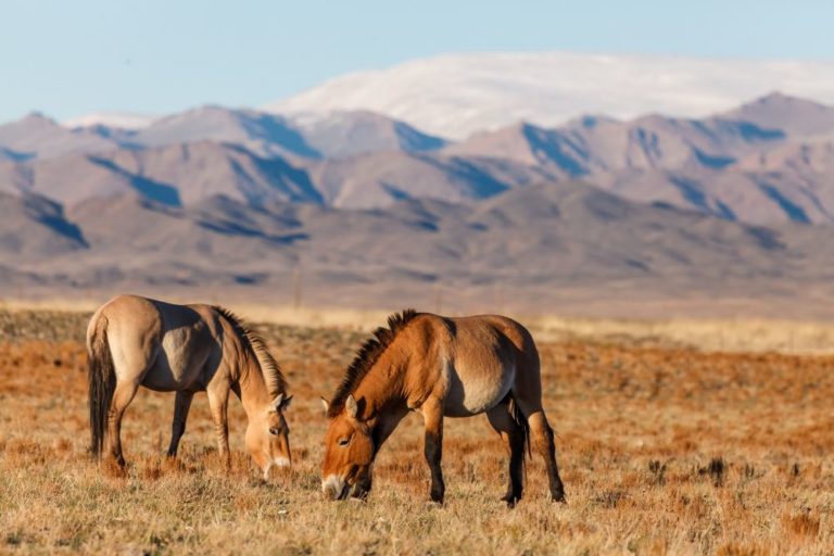 Na konci 80. let 20. století započala snaha vrátit koně Převalského zpět do volné přírody v Mongolsku a Číně, původní oblasti rozšíření těchto koní.