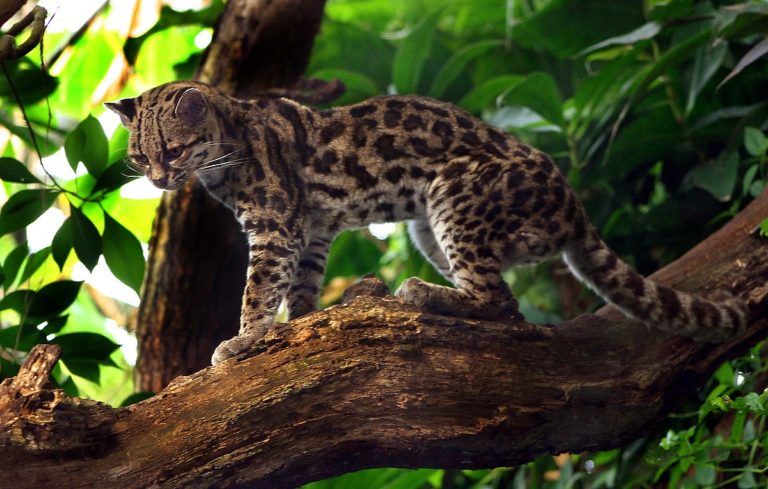 Margay neboli ocelot dlouhoocasý je známý také jako dlouhoocasá tečkovaná kočka. Délka těla dosahuje 50–72 cm. Srst je krátká, hladká a žlutohnědá, bílá naspodu těla, hrudi a krku. Tmavá kresba je podobná jako u ocelota a táhne se podél hřbetu a na boky.