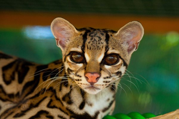 Margay žije v tropických a opadavých listnatých lesích ve Střední a Jižní Americe. Většinu svého života tráví na stromech, kde i loví převážnou část své kořisti. Její potravou jsou hlavně krysy, myši, veverky, vačice, mladí lenochodi, malí ptáci i bezobratlí.