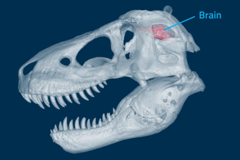 Umístění a velikost mozku Tyranosaura