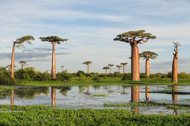 Podle jedné z legend byly baobaby jedním z prvních stromů, které se na Zemi objevily. V posledních letech ale mnoho starých stromů uhynulo. Vědci spekulují o tom, že rostliny hubí změny klimatu.
