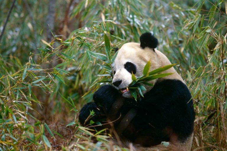 Panda velká je savec nyní řazený do čeledi medvědovití.