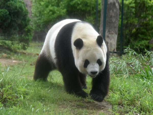 Panda velká má zavalité tělo, mohutnou širokou hlavu s krátkým čenichem a zakulacenými boltci.