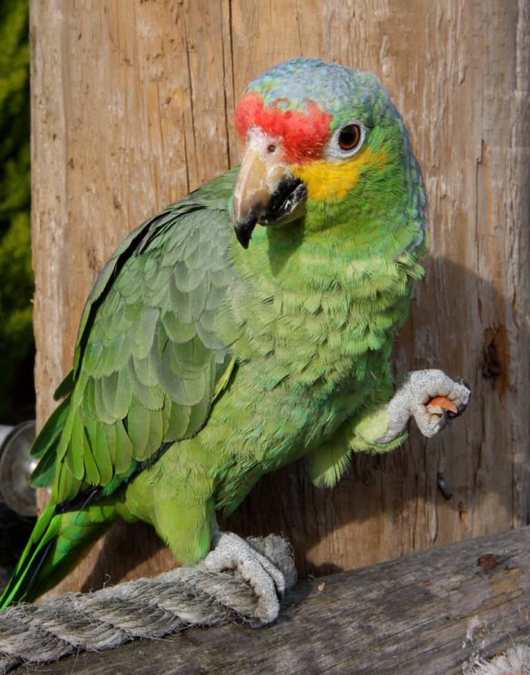 Mnoho papoušků prý má raději levý pařátek.