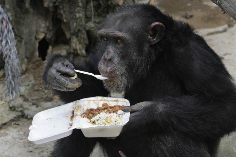 Mezi šimpanzi je asi 70 % praváků, tedy méně, než mezi lidmi.