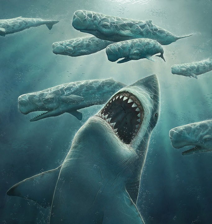 Megalodon mohl vzhledem připomínat mohutnějšího žraloka bílého či se mohl podobat žraloku velikému či písečnému.