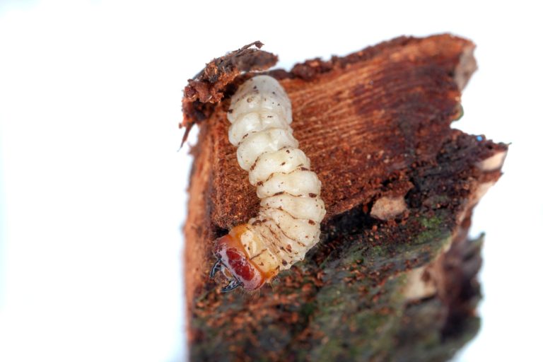 Nenasytné larvy lýkožrouta po sobě nechávají spoušť.