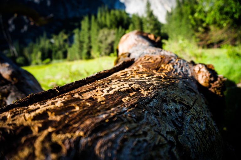 Lýkožrouti mají na svědomí miliony čtverečních metrů zničeného dřeva.