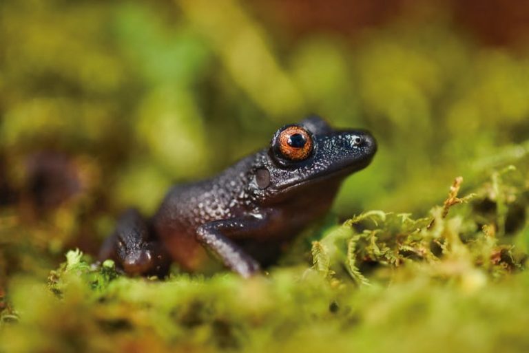 Žába s „ďábelskýma očima“ byla dosud popsána pouze jedním jediným pozorovatelem, navíc před více než 20 lety v údolí Zongo.