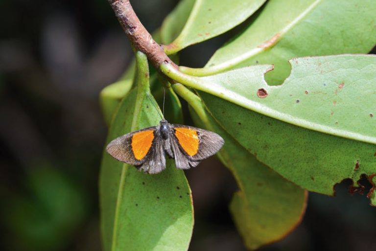 Na nynější expedici Zongo Rap v Bolívii vědci objevili nový druh motýla Setabis sp. nov.