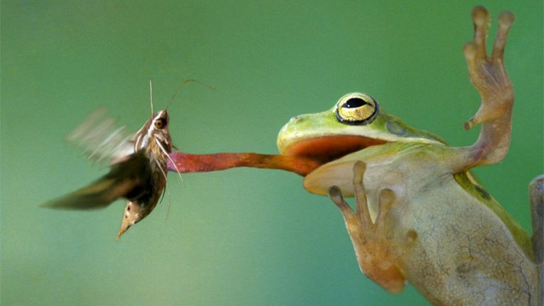 Žabí sliny mění při lovu hmyzu svou konzistenci.