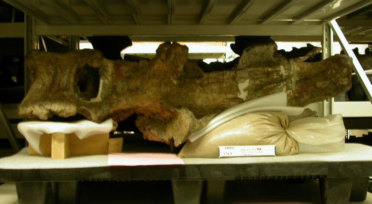 Lucas objevil nedaleko obratle také gigantickou část stehenní kosti, která mohla rovněž patřit tomuto dinosaurovi. Dle některých údajů měřila asi 4,6 metru.