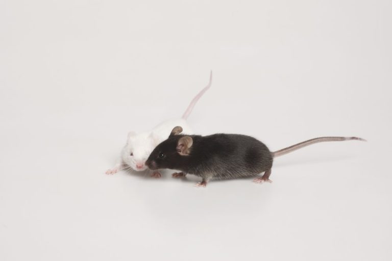 Myší model pro infekci SARS-CoV-2.