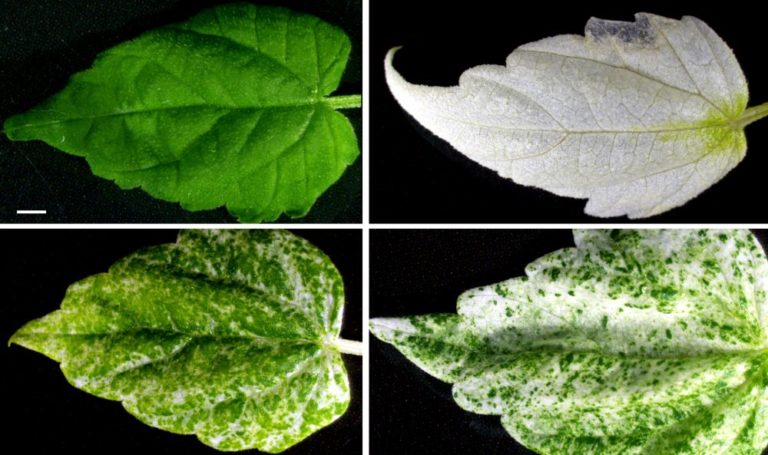 Změny v genu ovlivňujícím listové barvivo jsou na listech patrné na první pohled.