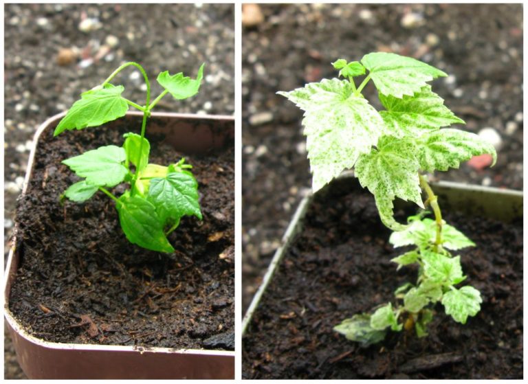 Rostlina chmele otáčivého (vlevo) a experimentální rostlina s upraveným genem.