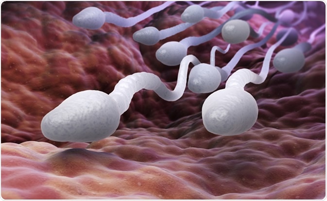Spermie je samčí pohlavní buňka.
