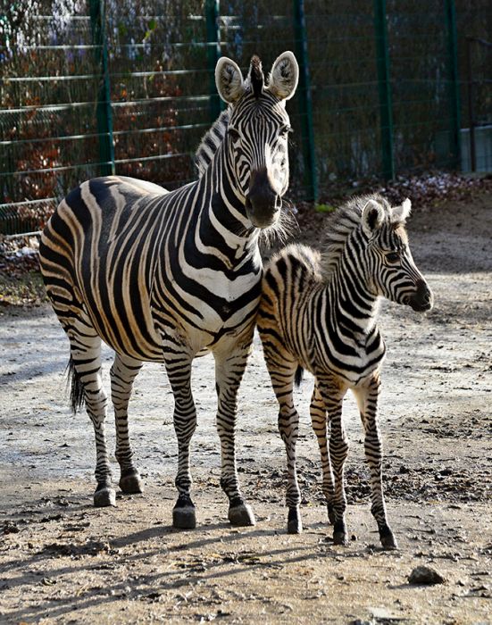 Zebry žijí ve skupinách 10–30 jedinců s harémovou strukturou, kdy je ve stádě pouze jeden dospělý samec, který se páří se všemi samicemi.