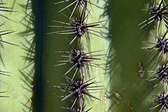 Ostny kaktusů představují nebezpečí hlavně pro zdejší zvířata.