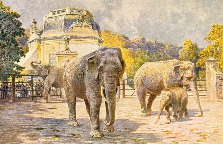 Vedle Císařského pavilonku se nachází výběh se slony.