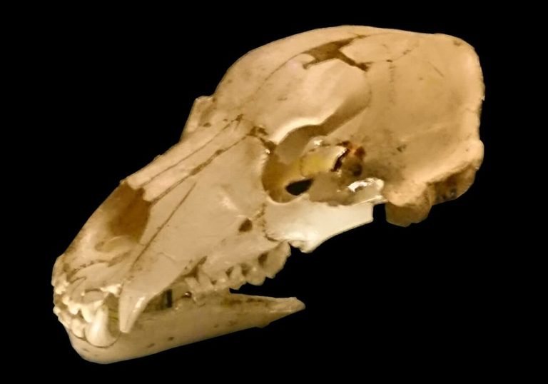 Medvědí lebka nalezená ve španělské jeskyni Sima de los Huesos potvrzuje, že i medvědi místo vyhledávali jako svoje zimoviště.