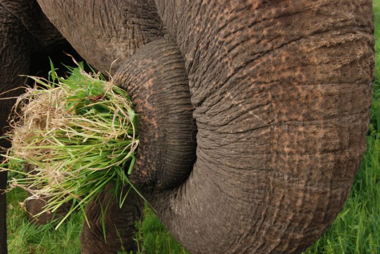Chobotem si slon potravu naporcuje, nabere a vloží do tlamy. Poradí si s větvemi, listím i ovocem. Foto: Pixabay