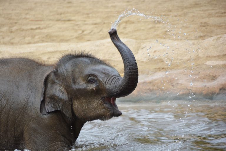 Umýt, nebo jen osvěžit? Sprchu mají sloni pořád po ruce. Foto: Pixabay