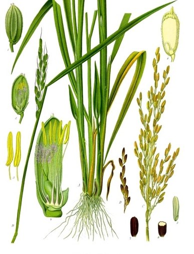 Rýžové rostliny se postupně rozrostou kolem Středozemního moře.