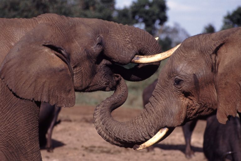 Když slon potká jiného slona, na pozdrav si podají choboty. Foto: Wikipedia