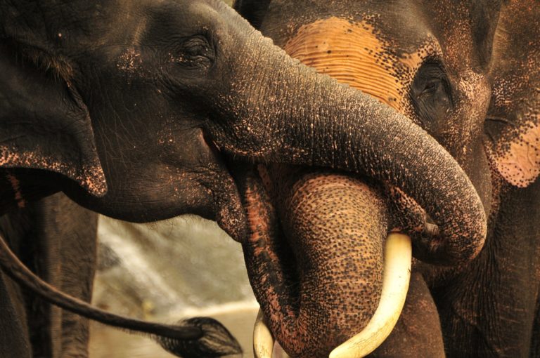 Chobotí objetí patří k největším něžnostem mezi slony. Foto: Pixabay