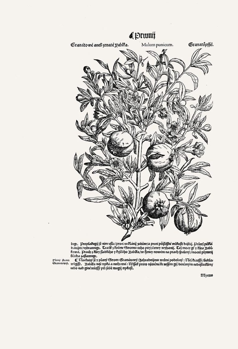 Mattioliho herbář patří k dalším mistrovským Melantrichovým dílům.