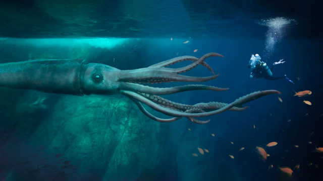 do-giant-squids-have-ink-rankiing-wiki-facts-films-s-ries