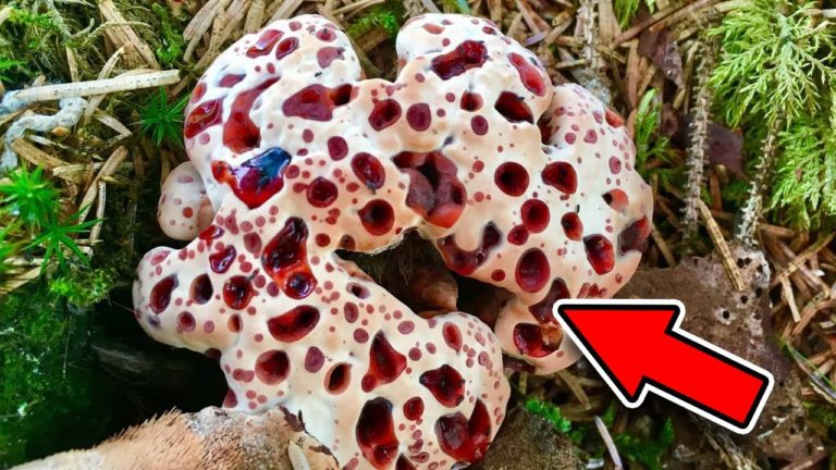 Jaká je nejjedovatější houba v ČR?