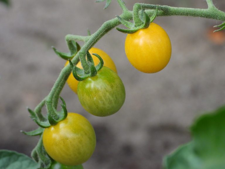 Původně byla rajčata žlutá a veliká jako dnešní cherry odrůdy.