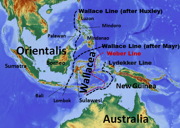 Do Austrálie lidé patrně připutovali přes region Wallacea.