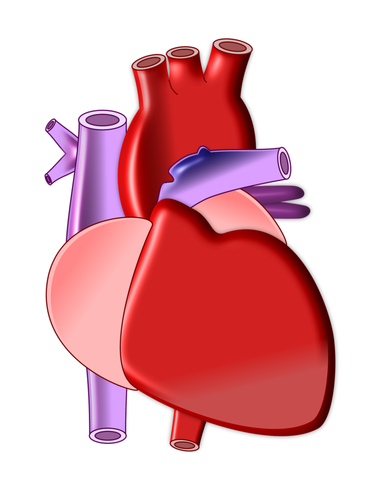 Ženám tluče srdce rychleji než mužům, v průměru ale udeří 100 000x za den. Foto: ArtsyBee / Pixabay.
