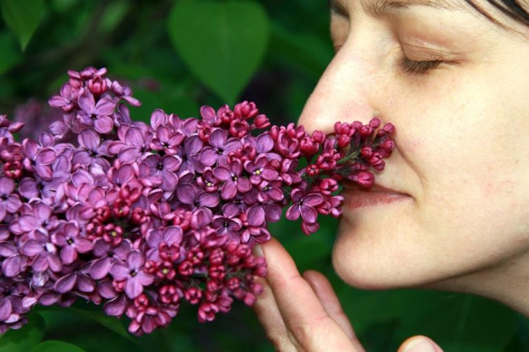 Přes rozsáhlý výzkum se stále ví o covidové ztrátě čichu jen velmi málo, dokonce ani ne to, co je její příčinou, ani jaké mohou být její důsledky. Foto: pics_kartub / pixabay