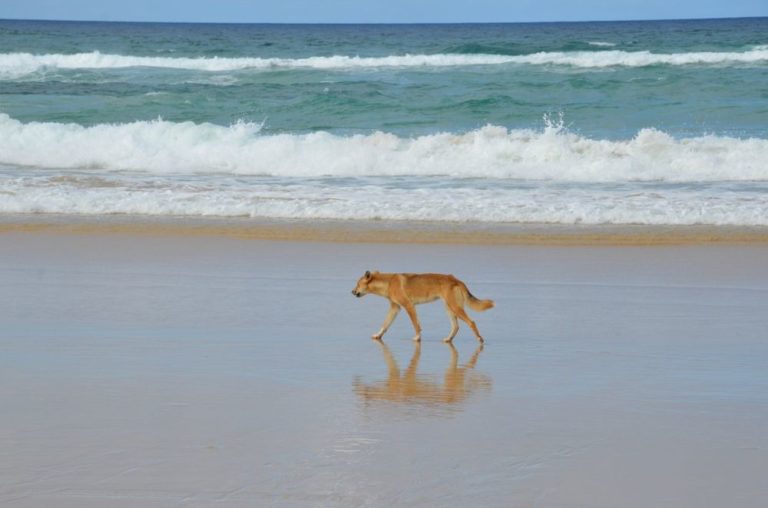 Pes dingo je psovitá šelma obývající Austrálii a některé oblasti jihovýchodní Asie. Foto: Karlel / pixabay.com