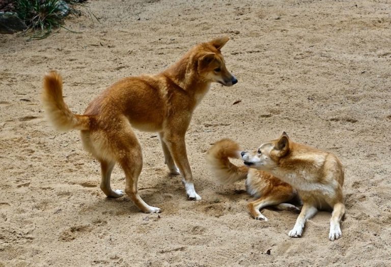 Taxonomie druhu je sporná, zvažuje se zařazení druhu pod samostatnou hlavičkou, jako poddruh vlka obecného či jako zdivočelou formu psa domácího. Foto: MemoryCatcher / pixabay.com