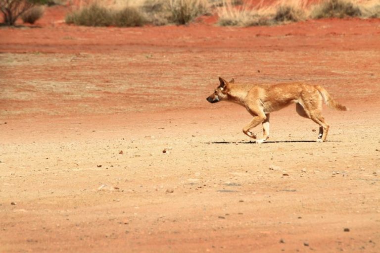 Pes dingo byl poprvé popsán německým zoologem Friedrichem Meyerem v roce 1793 jako Canis antarcticus. Foto: walesjacqueline / pixabay.com