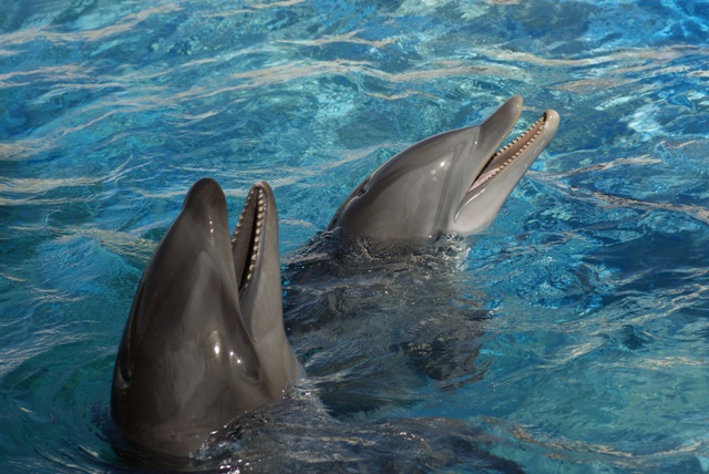 Název „velfín“, značící zkřížení velryby s delfínem, je nesprávné, protože kosatka černá patří do čeledi delfínovitých, nikoli mezi velryby! FOTO: Shutterstock.com
