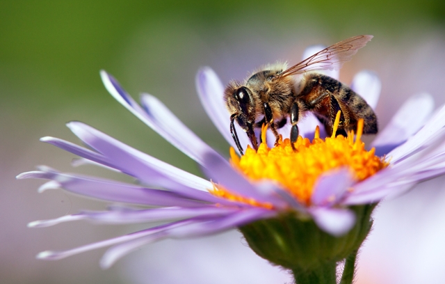 Pozorování ukázala, že včely dokážou určit potravu podle polohy Slunce, a to dokonce i v případě, kdy je schována za mraky. FOTO: Shutterstock