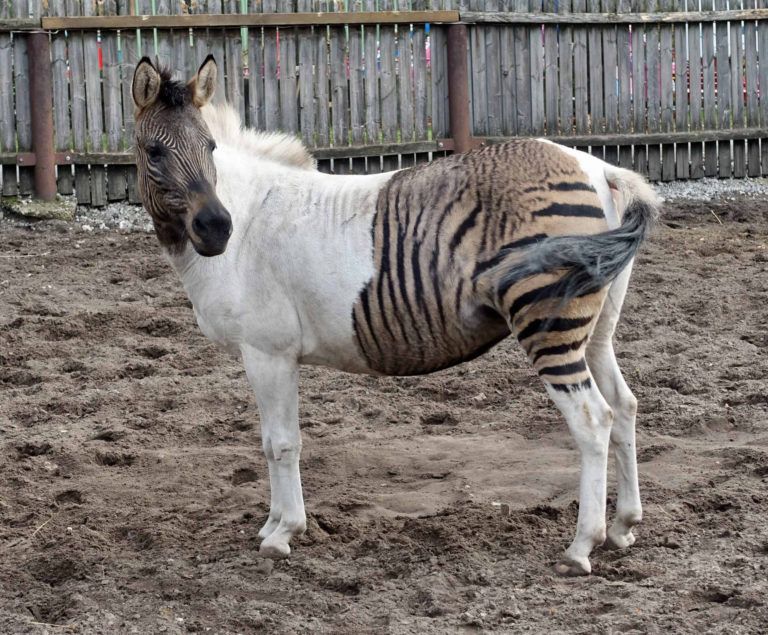 Stejně jako u každé zebry, i u zorse má každé zvíře jedinečný vzor pruhů, který je tak stejně unikátní jako lidský otisk prstu. FOTO: Fährtensleser/ Wikimedia Commons/ CC-BY-SA 4.0