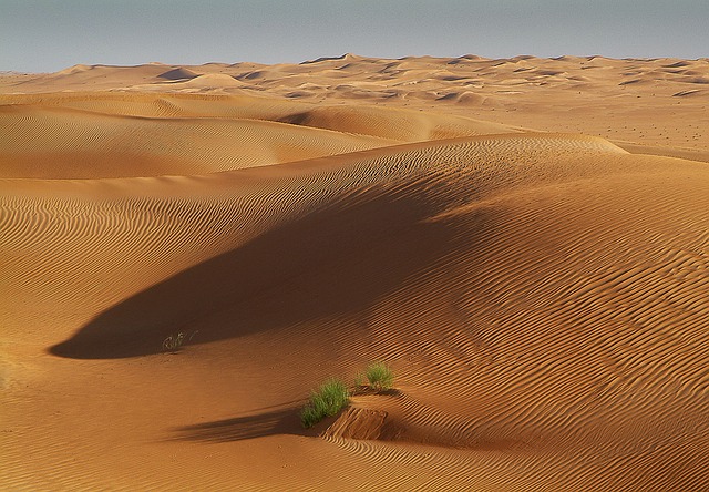 Rostliny v kontrastu s barvou dun vypadají nádherně. Sahara však kdysi byla (a jednou zase bude) mnohem zelenější. (Foto: Jacqueline Macou, Pixabay)