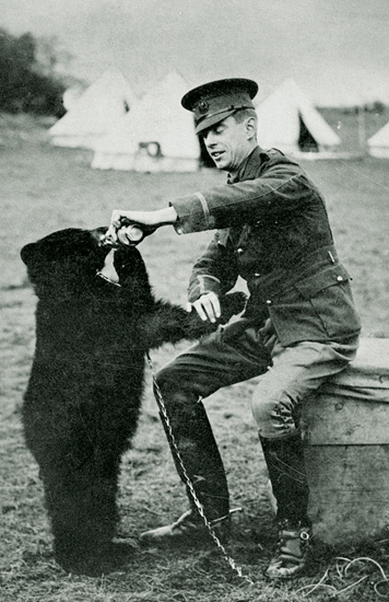 Inspirací pro postavu Medvídka Pú se stal medvěd Winnie, kterého malý Christopher Milne chodil pozorovat do londýnské zoo. (Manitoba Provincial Archives, Public Domain, commons.wikimedia)
