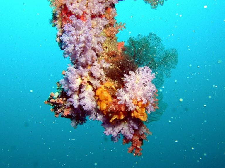 Všech asi 6 000 druhů korálů žije přisedle v mořích, obvykle v koloniích. Foto: giusti596 / pixabay
