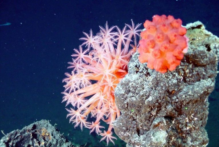 Mezi korály patří známí původci korálových útesů v tropických mořích, kteří vylučují uhličitan vápenatý pro tvorbu svých tvrdých vnějších schránek. Foto: 12019 / pixabay